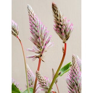 Fox Tail Australian Fox Tail Flowers Water-Raised Fresh Flower Arrangement Holiday Gift Indoor Water-Raised Yunnan Base Straight Hair