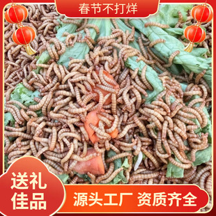 ����x���x�S���x���x��ü�B�����~ʯ�܂}����������r��Ұ��J��