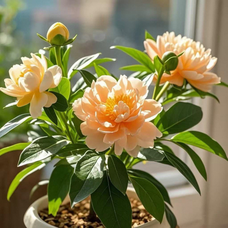 신제품 추천 : 향이 강한 오렌지 개화 기간 280일 + 내한성