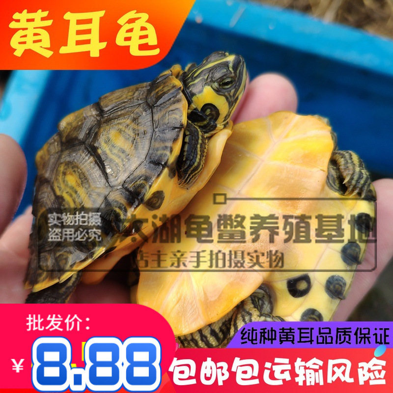 Waitang red-eared Brazilian turtle size yellow-eared Brazilian turtle seedlings deep water yellow-eared omnivorous turtle small turtle ornamental turtle wholesale