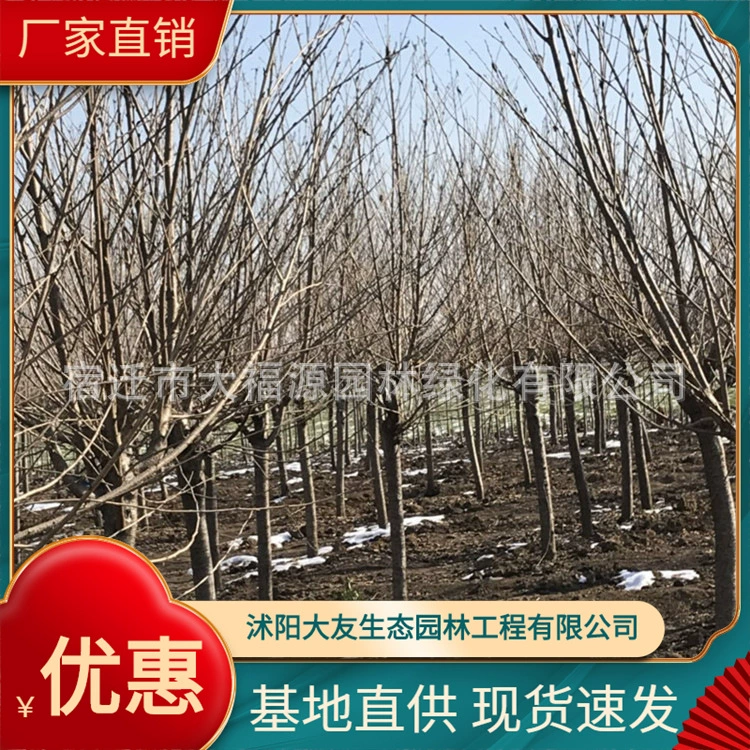 База рассады продает саженцы рано и поздно сакуры для снабжения различными инженерными растениями.