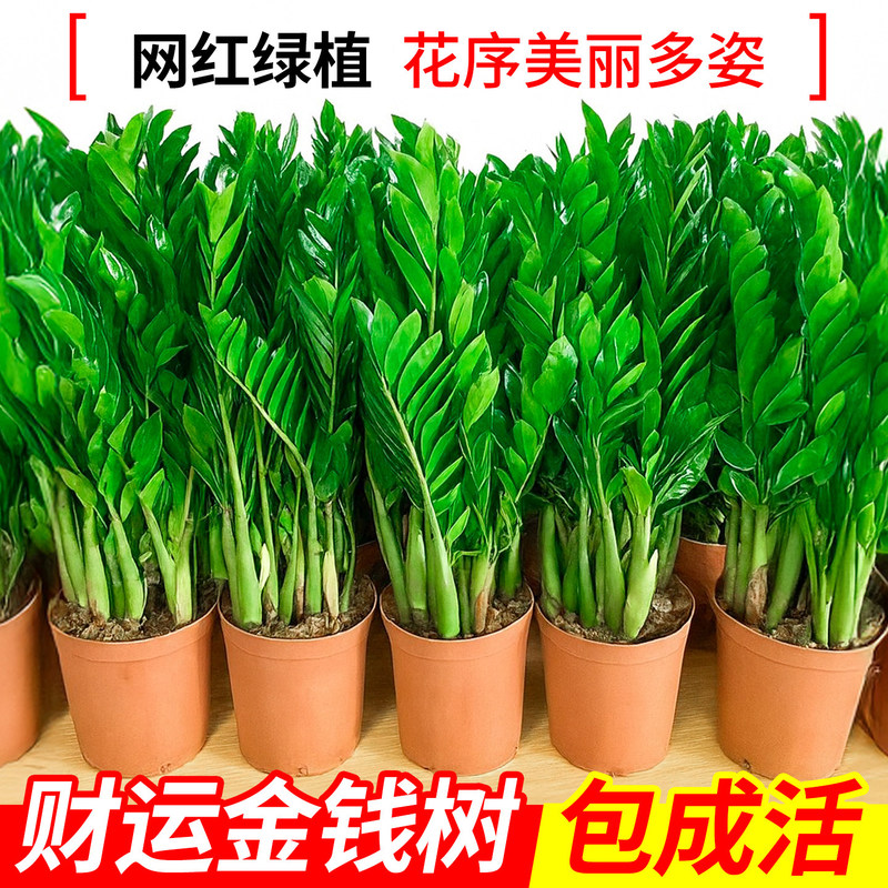 Money Tree Potted Plant for Indoor Living Room and Office, Fortune Tree, Money Plant, Large Ornamental Flower and Green Plant, Prosperity Tree