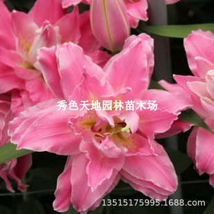 Perfume Lily Bulbs, Strong-Scented Double-Flowered Dream Lily Seedlings, Multi-Headed Buds, Bulbs That Bloom in All Seasons, Green Plants