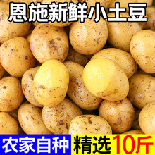 恩施小土豆湖北黄心土豆10斤蔬菜整箱迷你马铃薯洋芋农家产小鲜