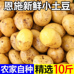Enshi Small Potatoes Freshly Dug from Hubei Fresh Yellow Potatoes 5kg Seasonal Vegetables Whole Box Mini Potatoes and Potatoes