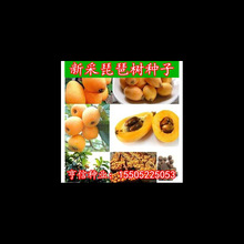���˘�N�� ���÷N�Ӱ������� �J�ٰ����� ���������˷N�� ������