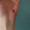 W913 Red Spider (4) -3