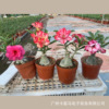 Base direct supply ｜ Direwn desert rose pot planting landscape four seasons flowering old piles room multi -color balcony flowers and green plants