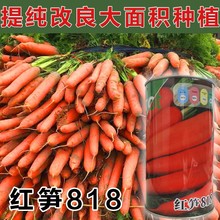 �s�����}���N�Ӽt�S818�ߴ���}���N�Ѵ���ɼ��Nֲ�M���߲˷N��