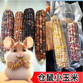 兔子主粮;其他小宠用品;龙猫零食