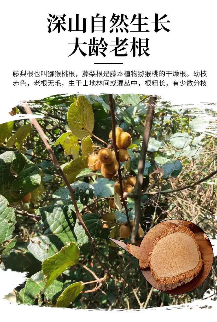 Teng Li Gen (Actinidia chinensis) — Dried Kiwi Root Slices, Traditional Chinese Herb overview
