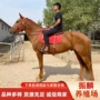 济宁一匹旅游跑马马