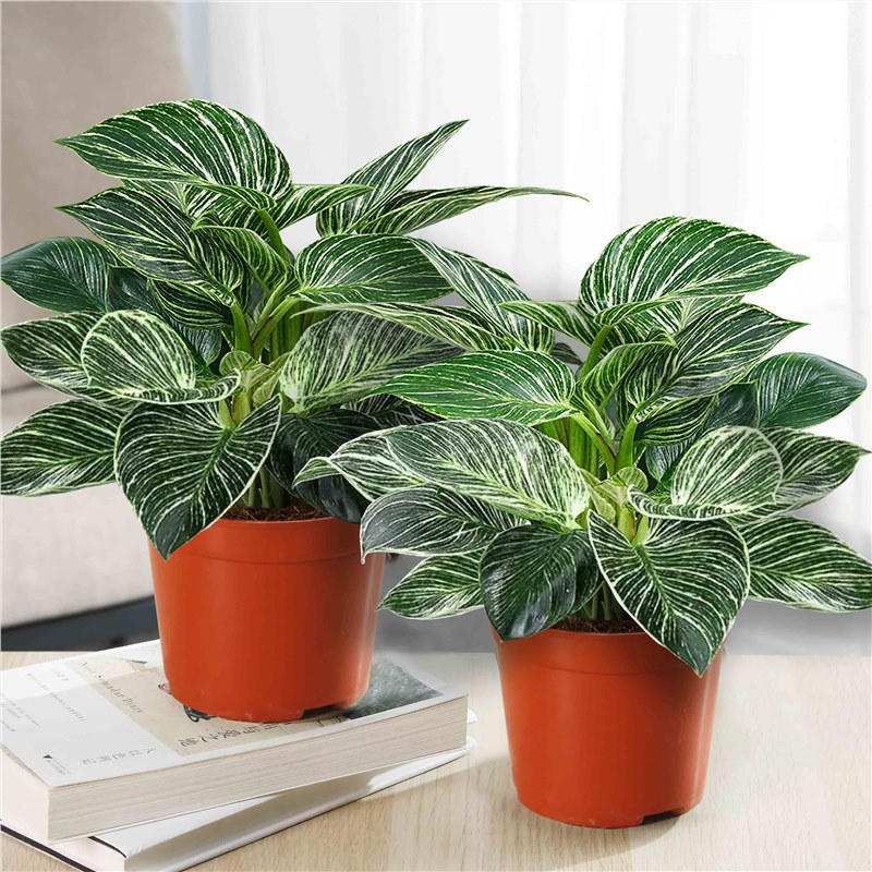 화분에 심은 백금 다이아몬드 30cm 1 냄비 간단한 냄비 3 개 + 영양액 2 개