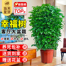 幸福树客厅大盆栽室内好养花卉盆景绿植办公室除甲醛四季常青植物