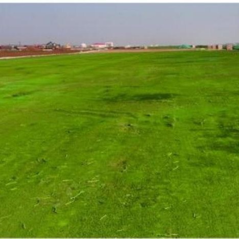 SV-PST粉末高 效生态环保抑尘剂