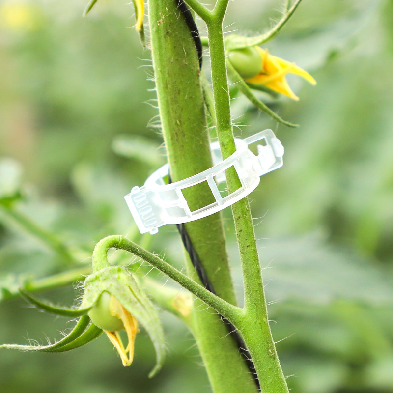 Clip de fijación de plantas de árboles frutales verdes fijador de vid fijador de fijación de vid de plántulas varilla de soporte de escalada de vid de plántulas de frutas y verduras image 5