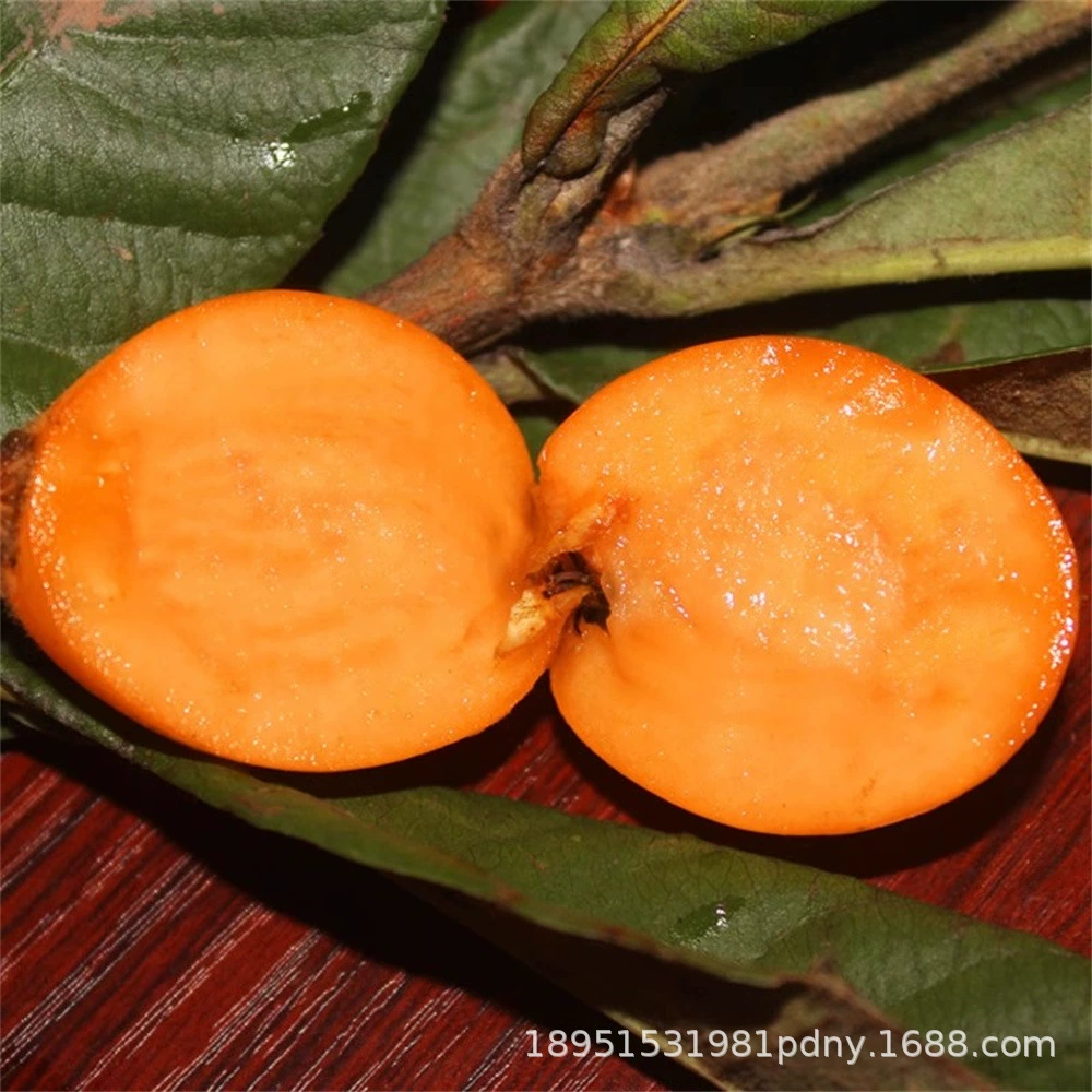 Дерево рассады мушмулы Сахарное дерево мушмулы без косточек Фруктовая рассада Пипа Дерево Фруктовое дерево Фруктовая рассада Очень большая посадка во дворе Рассада мушмулы