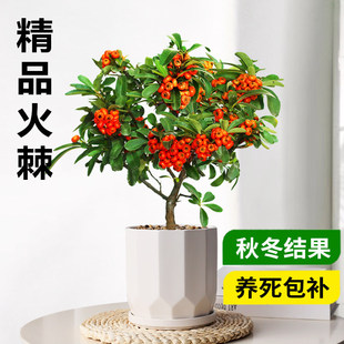 �𼬘����Լ�����辰�M�ütֲ���^���Gֲ�̨ͥԺ�_���Y��Сֲ��