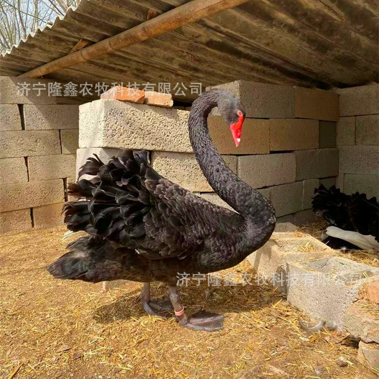 Взрослый черный лебедь