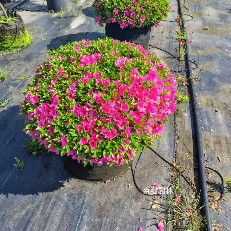 矮婆鹃精品花境苗基地直销花境边上收边和装饰花卉常绿地被花球