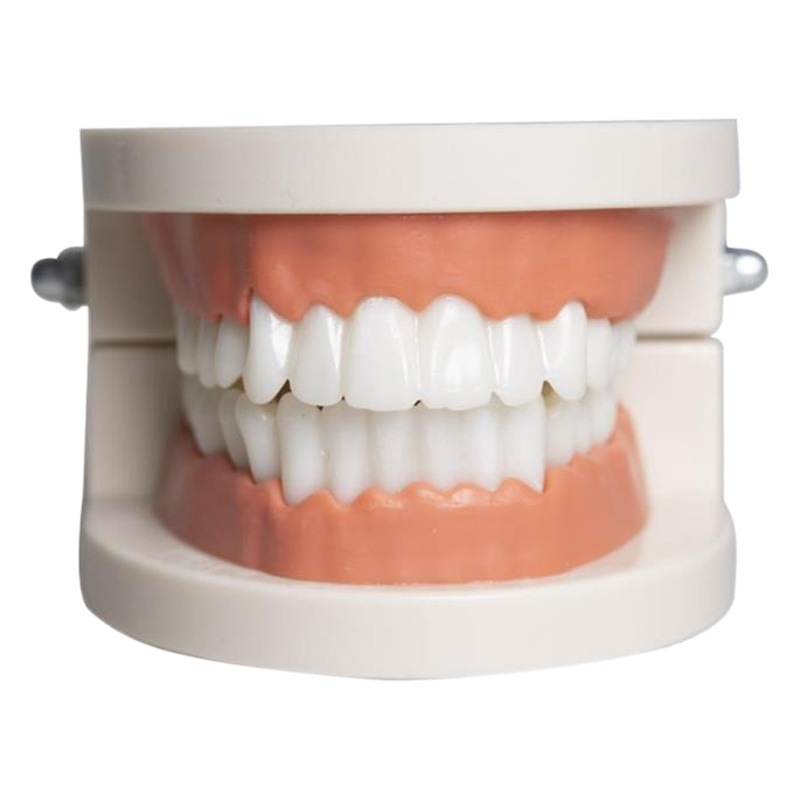 Resina dental práctica dental modelo de jardín de infantes modelo de cepillado cuidado de la salud dental enseñanza modelo dental image 1