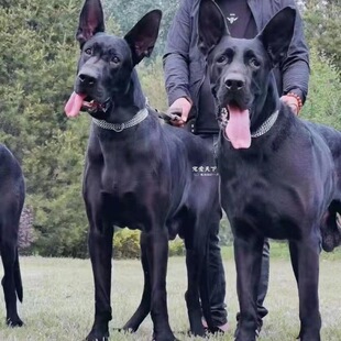 大型黑狼犬纯黑色巨型豹系忠诚中华狼犬看家护院大型纯种中华狼狗-阿里巴巴