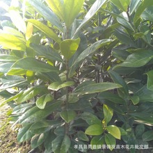 《包速递》湖北苗木花卉直销 广玉兰小苗 广玉兰苗 广玉兰树苗