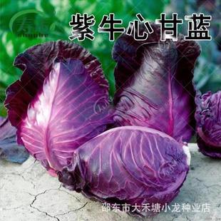 ��ţ�ĸ��{�N����ɫ���Ĳ�ͥԺ�̨�߲˷N���ļ��׷N�߮a�߲���