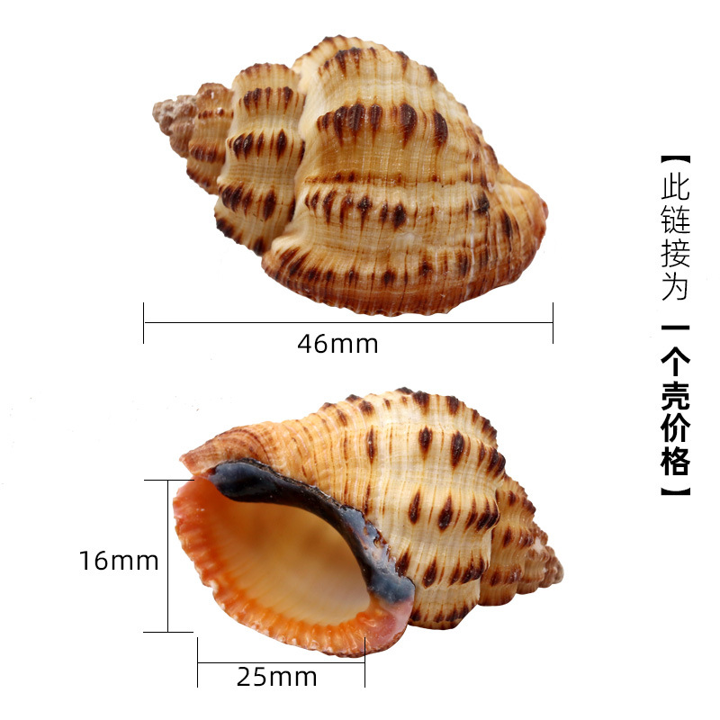 3-4cm 크기의 게에 적합한 보라색 x63 구운 옥수수 나비