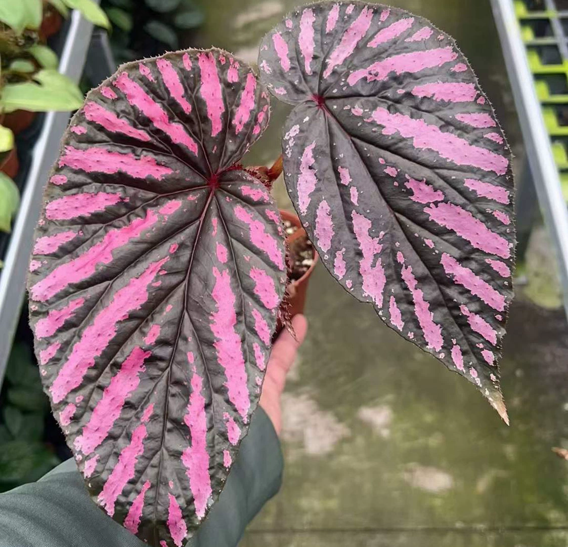 [Базовая Прямая поставка] Чистая красная листва Цветы Маленькое растение бегонии в горшке Горшечная Бегония с рисунком крови 90