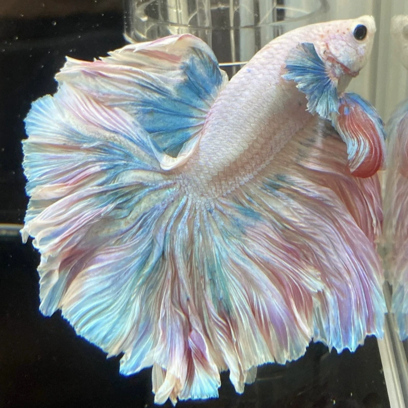 Betta Thai Pet тропическое сказочное свадебное платье маленькое чисто-белое полумесяц настольная декоративная рыба, простая в обслуживании и долговечная трансграничная