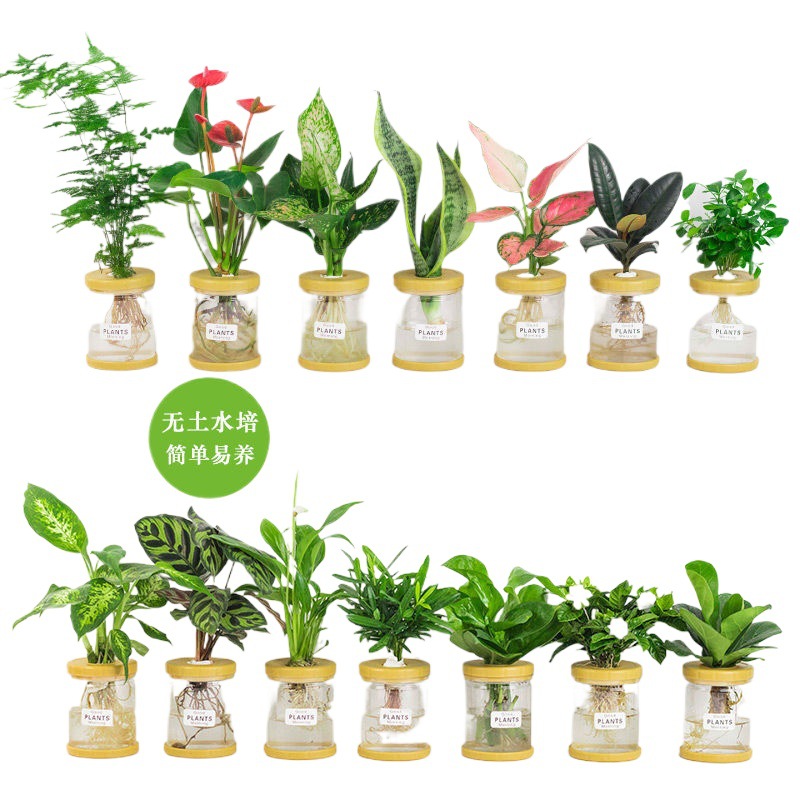 Plantas hidropónicas en maceta de flores de oficina de flores pequeñas plantas verdes en todas las estaciones, fácil de cultivar plantas en maceta de agua suculenta.