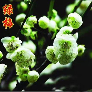 �t÷����G÷�D÷���~÷�Ϙ��ͺ�ֲ���辰÷�����̨����ͥԺ����