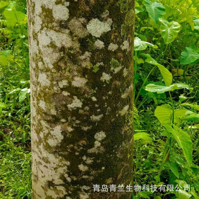 甄稀款精油 /木质类 产区直供 原料批发 单方精油