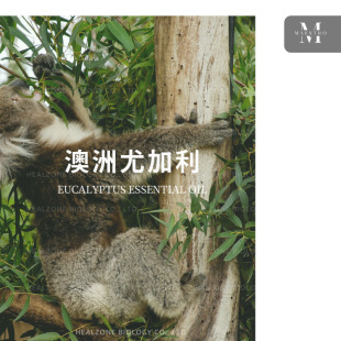 �����ȼ�������(Eucalyptus radiata) �ԠI�a�^���~�� �η�����