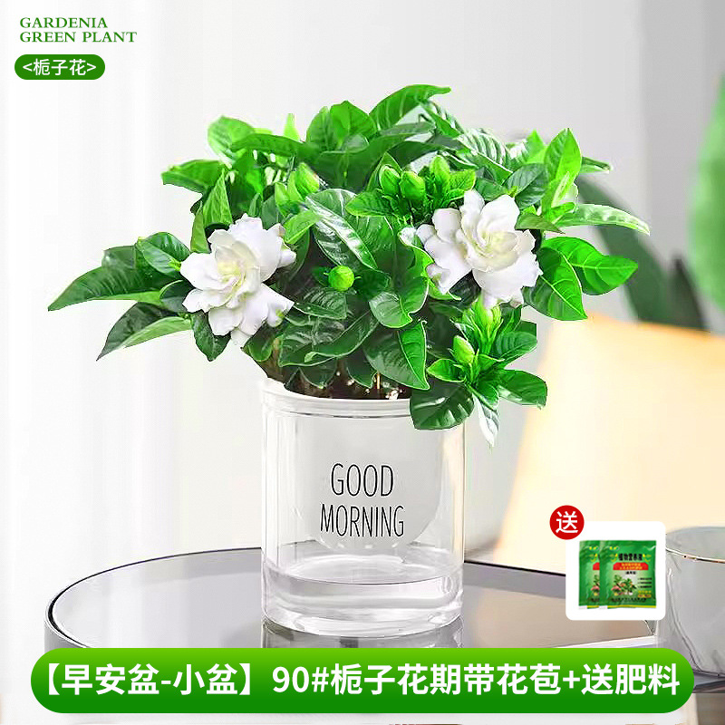 [Bom dia bacia-bacia pequena] 90 # Período de floração da gardênia com botões + fertilizante grátis