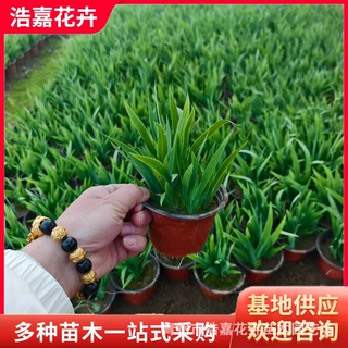 水生鸢尾 蓝花鸢尾 老鸢尾 黄花鸢尾 草本植物庭院花工程绿化鸢尾