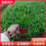 绿化工程庭院植物鸢尾