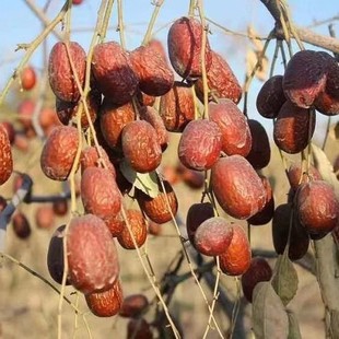 ��؛�½���Ǽ�җ��ؼ����җ�δ��ϴ�½��𝙴�t�җ�500g