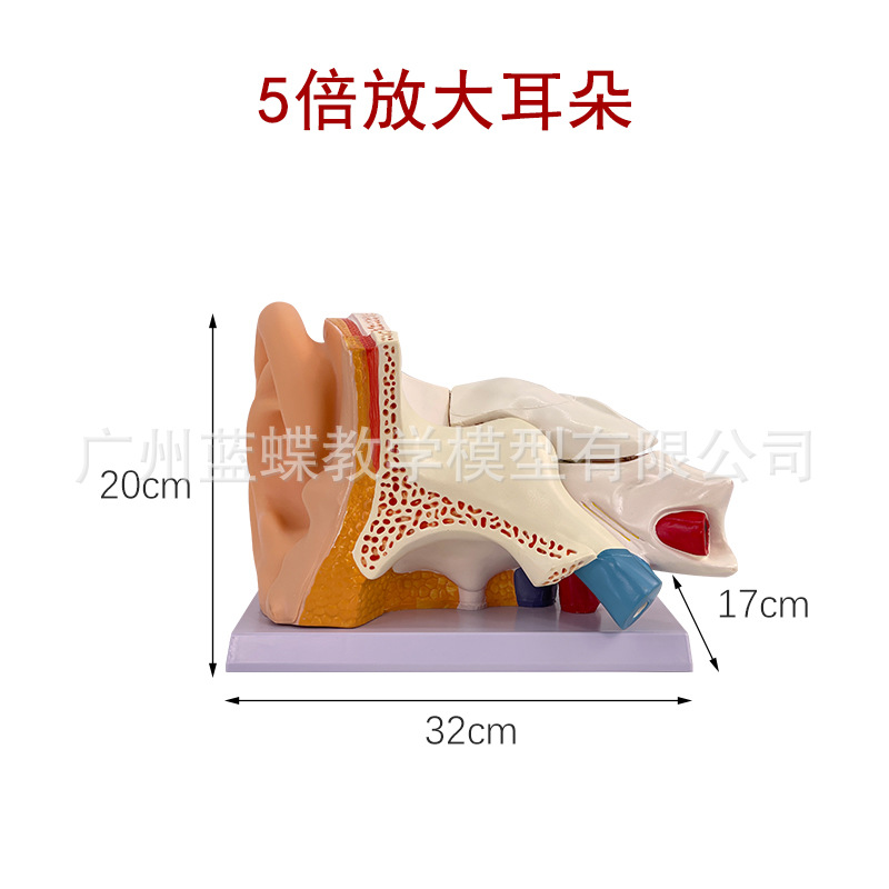 ��ѧ�����������Ŵ�ģ�Ͷ����������ڶ�������ϵͳ���乹��ҽѧ