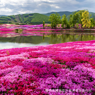Clustered Phlox Flower Seedlings Wholesale Perennial Root Florals Shiba Cherry Landscape Flower Sea Phlox Blooms in Multiple Colors