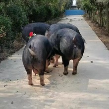 巴克夏黑猪原种巴克夏种猪巴克夏种公猪美系巴克夏公猪巴克夏母猪