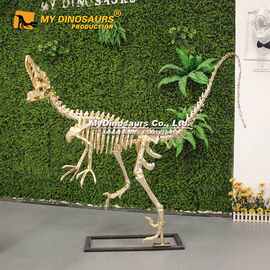 镀金恐龙化石制作 仿真迅猛龙骨架展品 博物馆科教展览 工厂制作