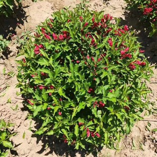 �t�����\���� �ļ��\���� �t�����\���G�h�� �\���� �G��������