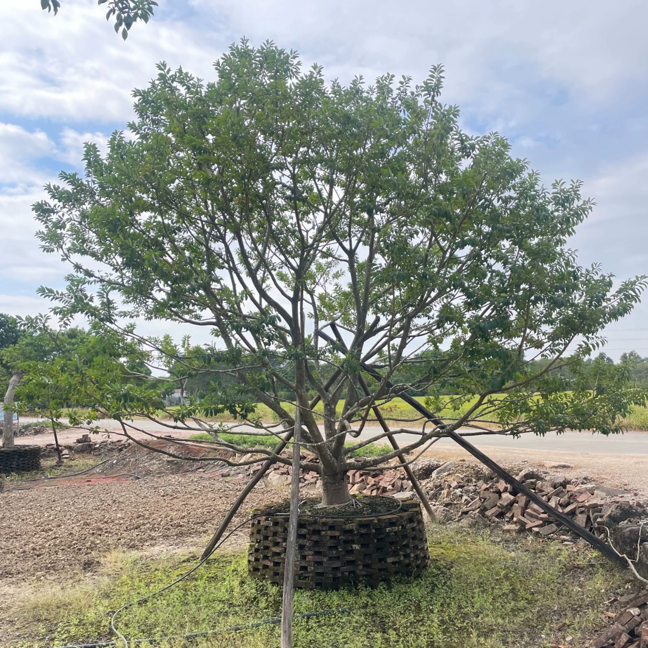 2410A поставляет низкоразветвленный полный железный падуб красный фруктовый падуб серебряный земной диаметр 20-35 см