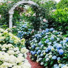 无尽夏绣球花苗盆栽四季开花卉绿植物耐寒室内阳台庭院老桩鲜花