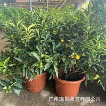 ��������b�������������ۘ䙎�ʘ�Gֲ���Ә�͏d��ؿ͏dֲ��