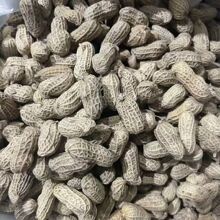 河源水煮晒干咸干花生熟盐咸味客家零食特产软口七八干没燥剂工厂