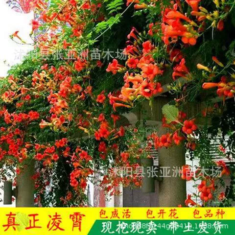 Кемпсис Цветок Рассада Вьющихся Растений Двор Глициния Lingxiao Большая Рассада Вьющихся Цветов Фейерверк Цветок Глициния Озеленение Рассады Дерева