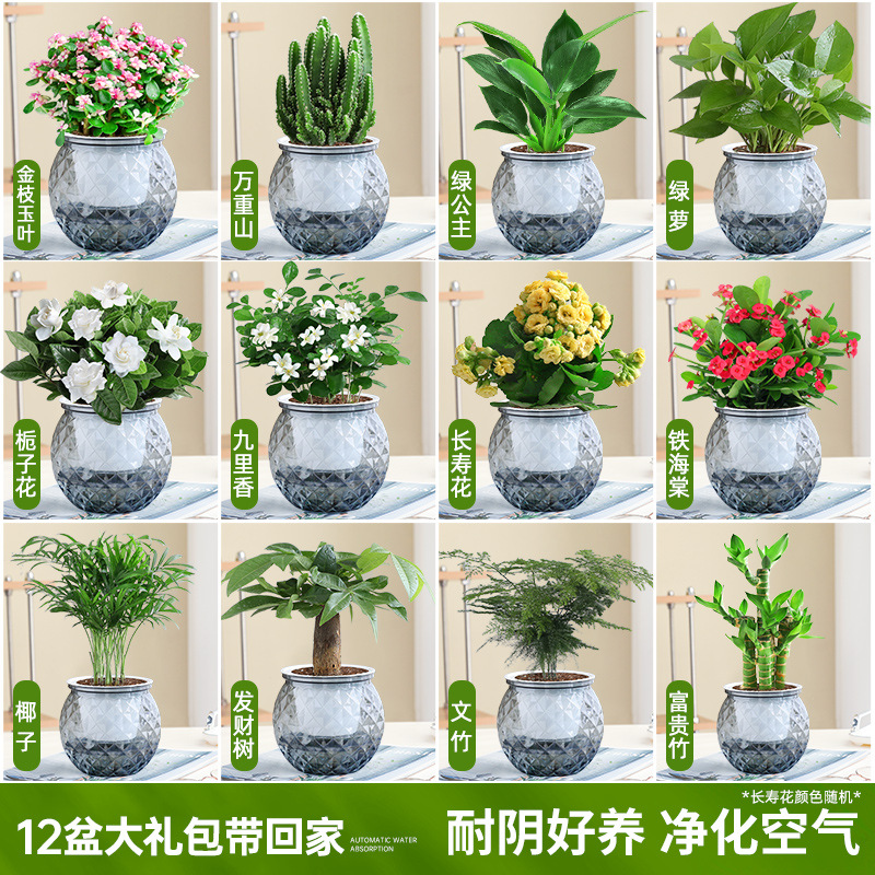 [가족사진패키지] 집에 가져갈 화분 12개 선물팩